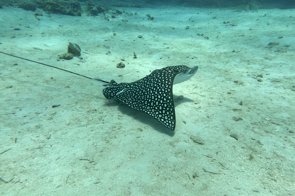 SNUBA Diving in Roatan – Beach Access | Caribbean Adventures Roatan ...