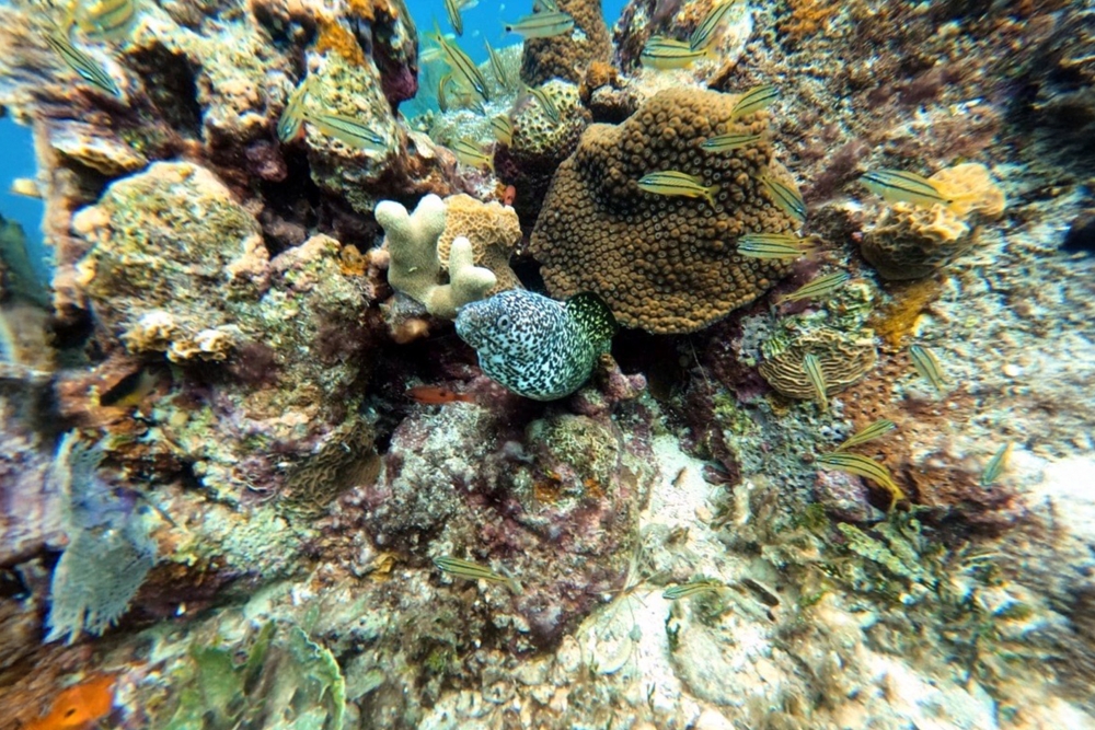 SNUBA Diving in Roatan – Beach Access | Caribbean Adventures Roatan ...