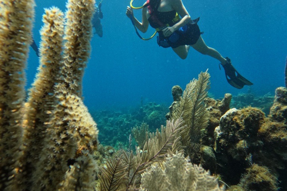 SNUBA Diving in Roatan – Beach Access | Caribbean Adventures Roatan ...