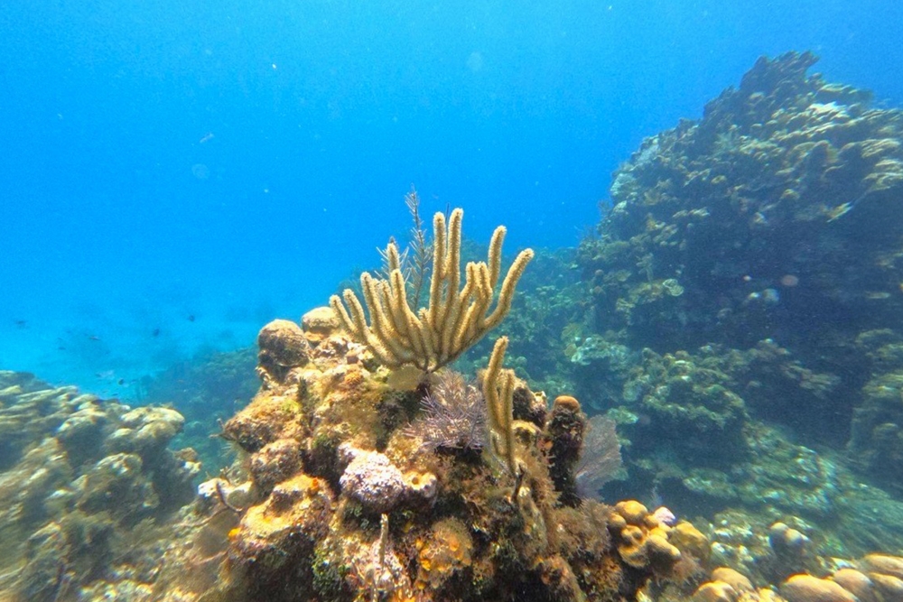 SNUBA Diving in Roatan – Beach Access | Caribbean Adventures Roatan ...